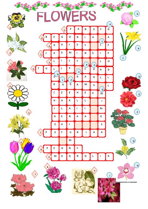 spring flower crossword answer.